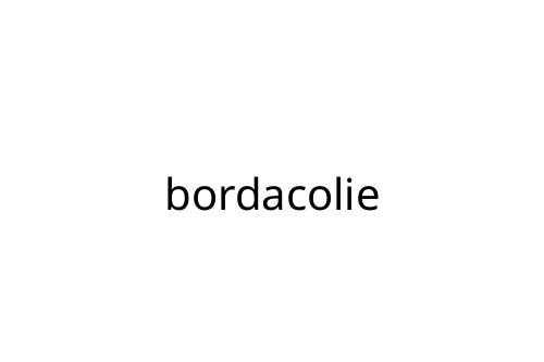 bordacolie