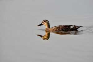 affluent black neighborhoods in long island