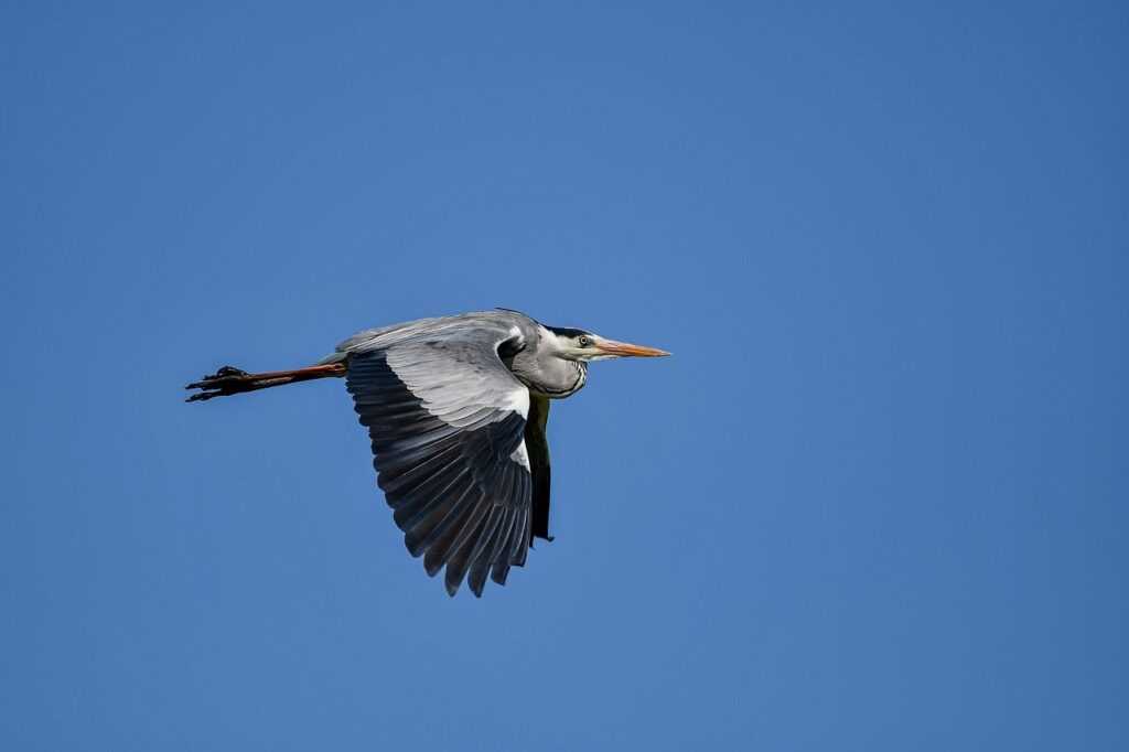 alto vape price at gas station