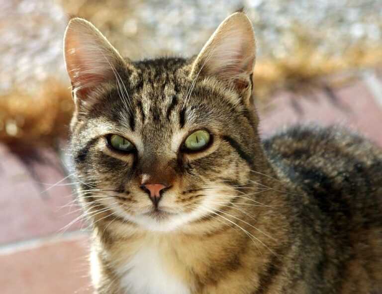 can you darkwarfall game make money