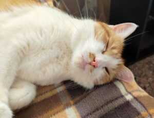 cyroket2585 patch new version