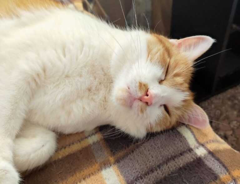 cyroket2585 patch new version