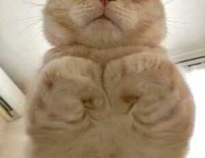 food named hingagyi in myanmar