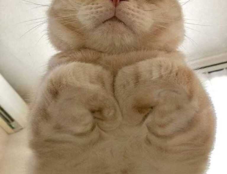 food named hingagyi in myanmar