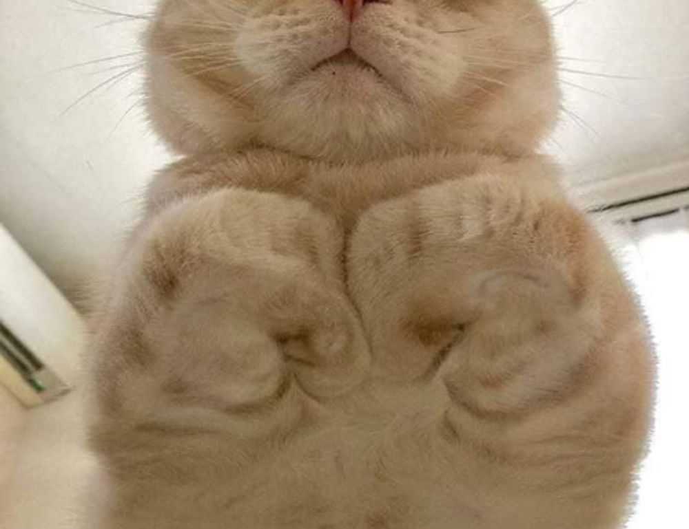 food named hingagyi in myanmar