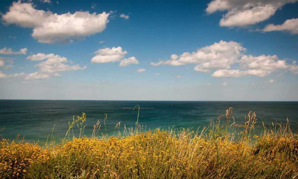 how to find sadatoaf ingredients