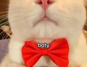 moxhit4.6.1 software testing