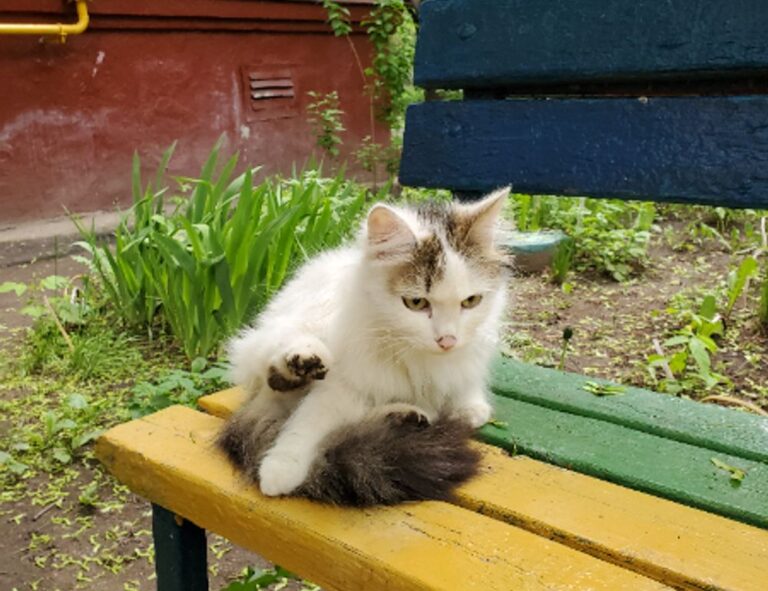 sffarebaseball results 2022