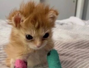 sffarebaseball statistics 2023