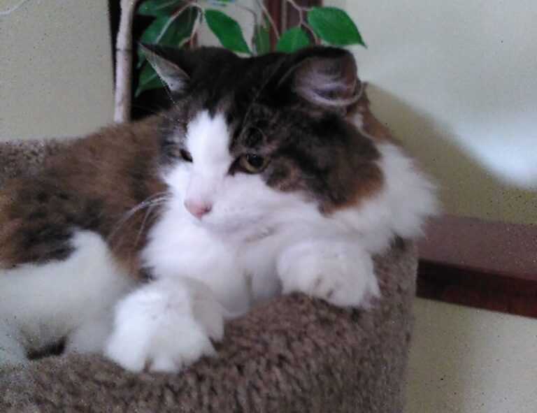 sffarebaseball statistics today