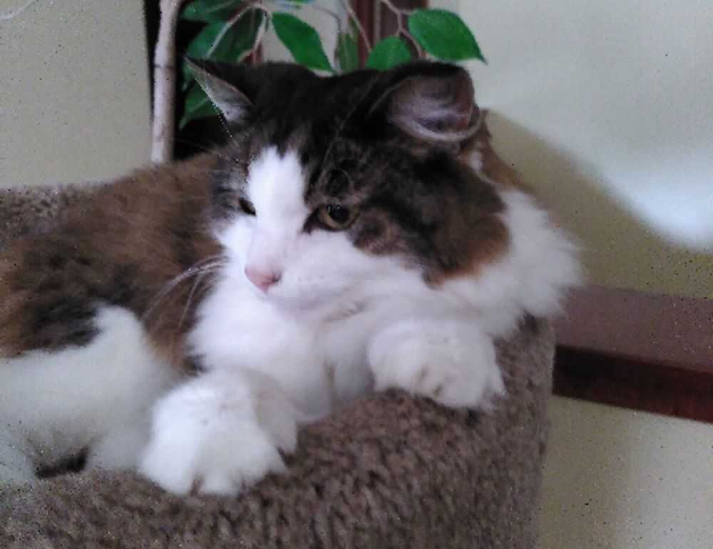 sffarebaseball statistics today