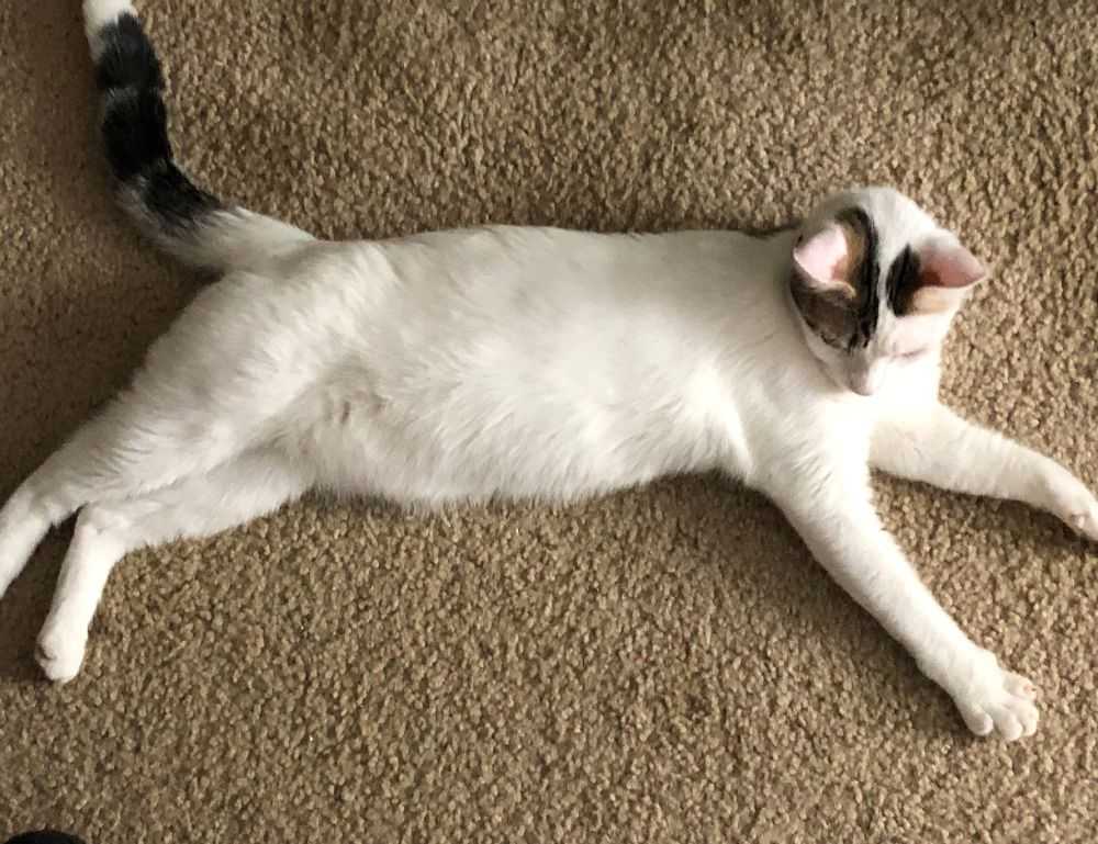 sffarebaseball statistics