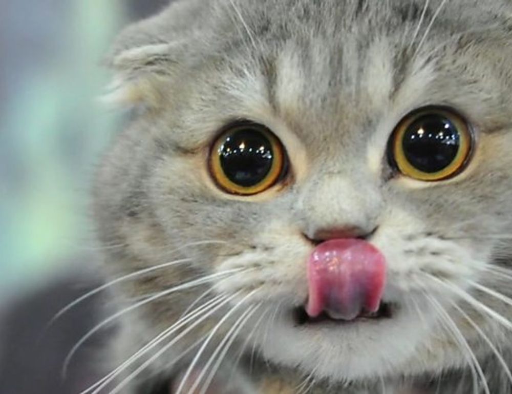 bug on dropbox 8737.idj.029.22