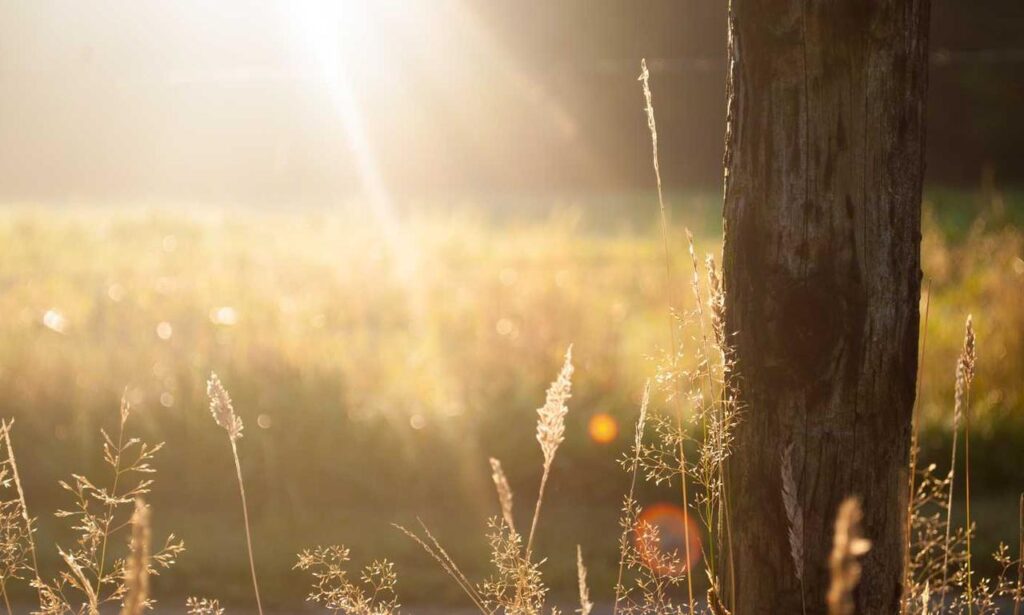 creator game playonit55