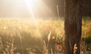 creator game playonit55