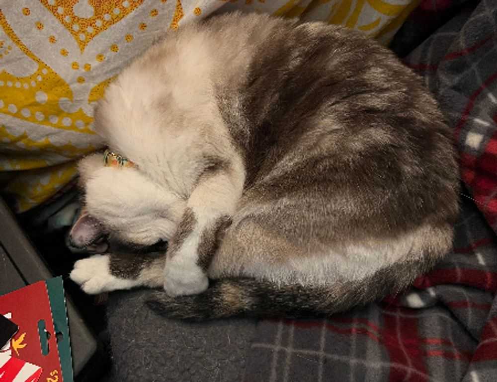 how many branches does tuzialadu hotel have