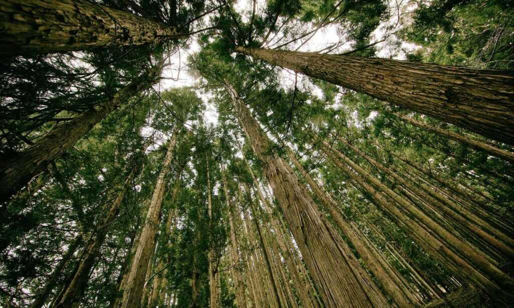 how should zahongdos eyeliner be worn