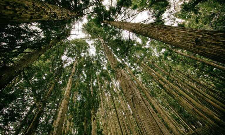 how should zahongdos eyeliner be worn