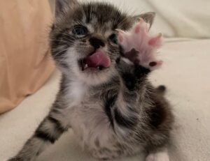 how to cure cotaldihydo disease