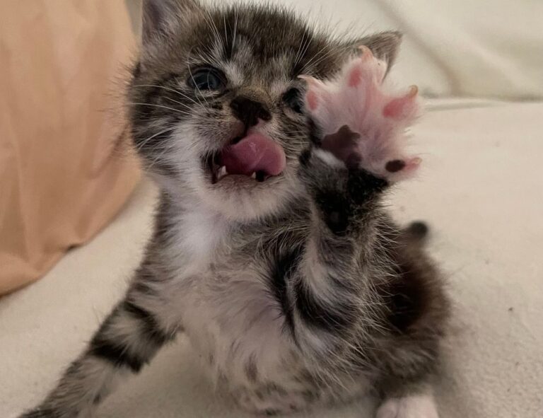 how to cure cotaldihydo disease