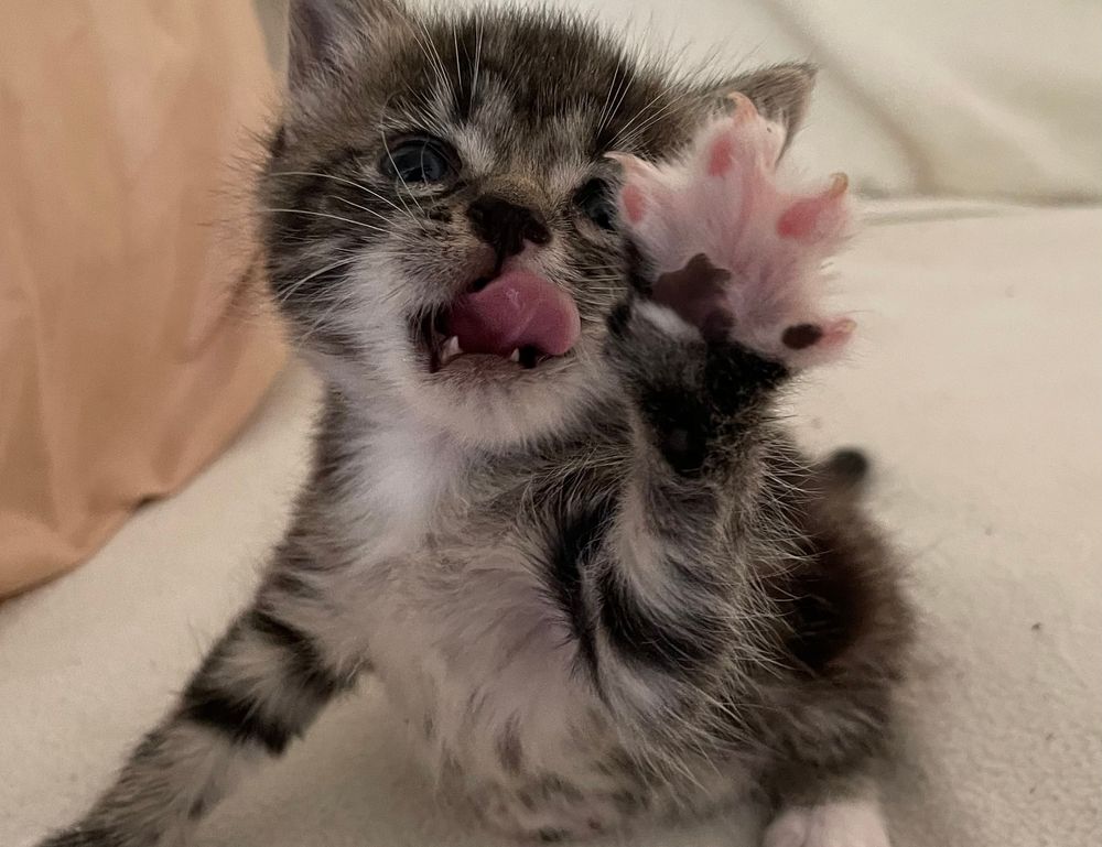 how to cure cotaldihydo disease