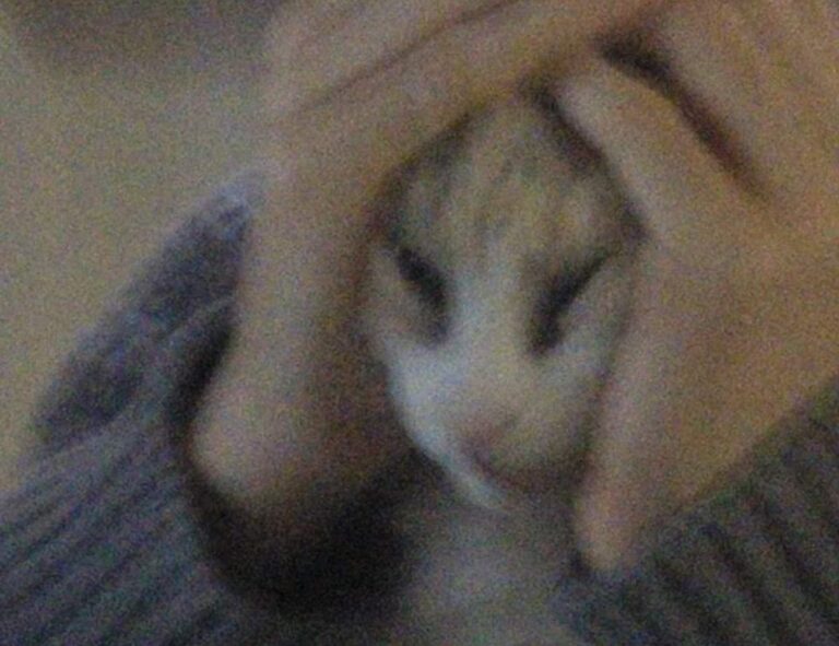 how to download widdeadvi in pc windows 7