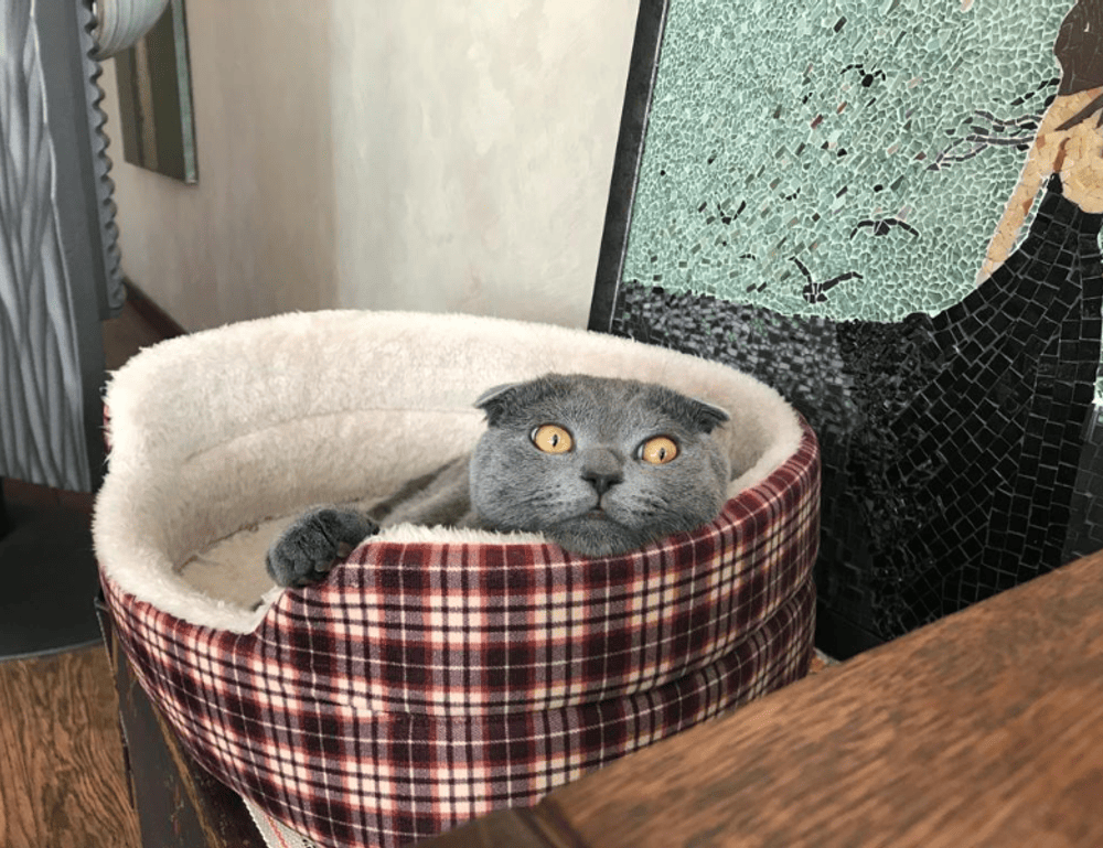 how zayepro pharmaceuticals ltd marketed