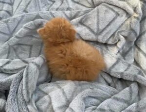 is widdeadvi suitable for my pc