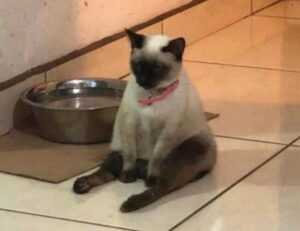 is widdeadvi the best game in pc