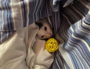 message code dropbox 8737.idj.029.22