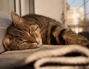 what is the best looking game grollgoza on pc