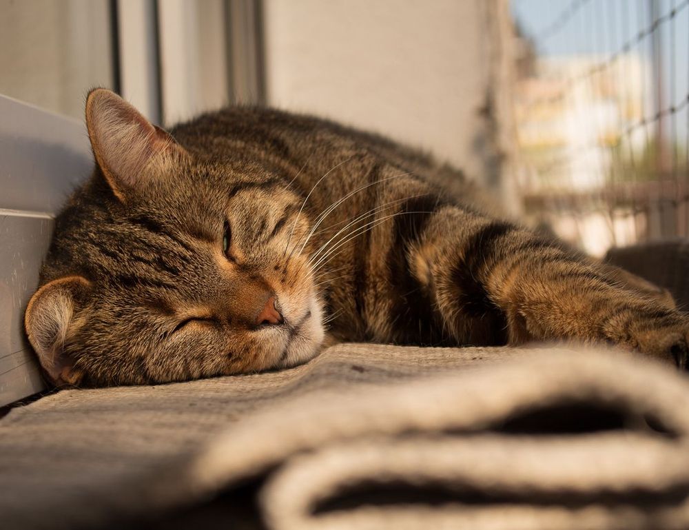 what is the best looking game grollgoza on pc