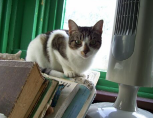 why lerakuty cave water so clear