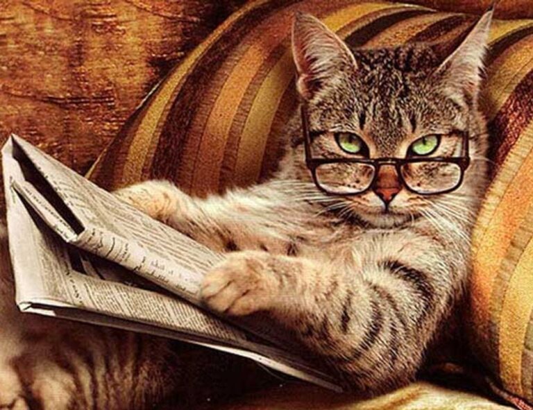 why sumcuyu high in potassium