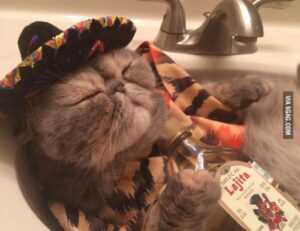 why zc jovapong hotel is cheap